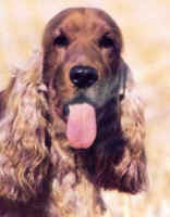 COCKER ANGLAIS