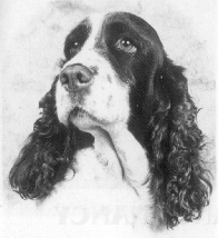 SPRINGER