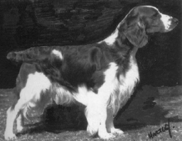 WELSH SPRINGER